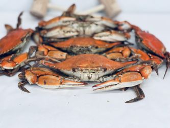 Large Male Hard Crabs